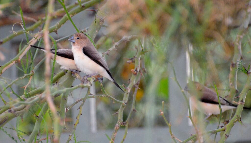 African Silverbill male adult, identification