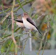 African Silverbill