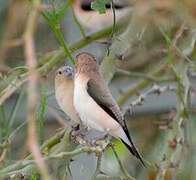 African Silverbill