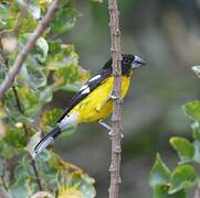 Black-backed Grosbeak