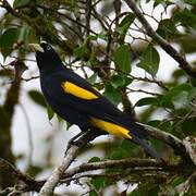 Yellow-rumped Cacique