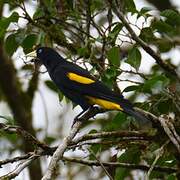 Yellow-rumped Cacique