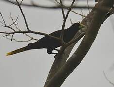 Crested Oropendola