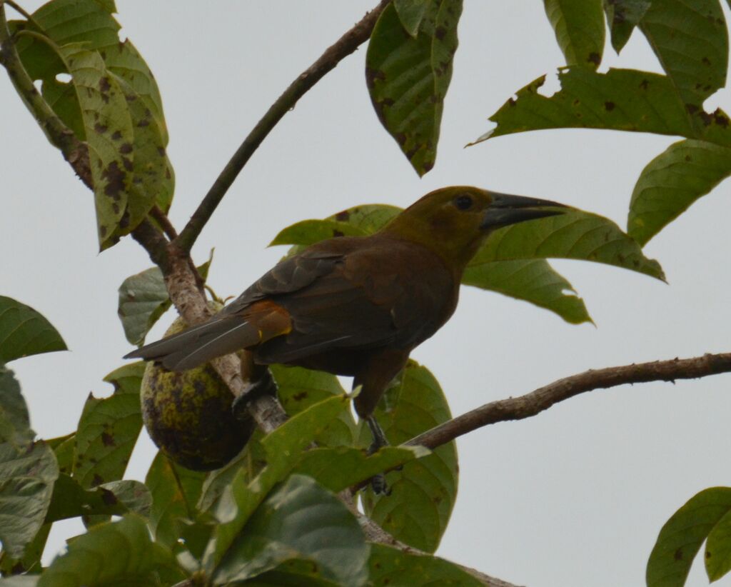 Russet-backed Oropendolaadult, identification, feeding habits