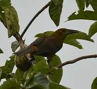 Russet-backed Oropendola