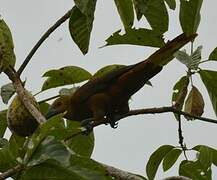 Russet-backed Oropendola