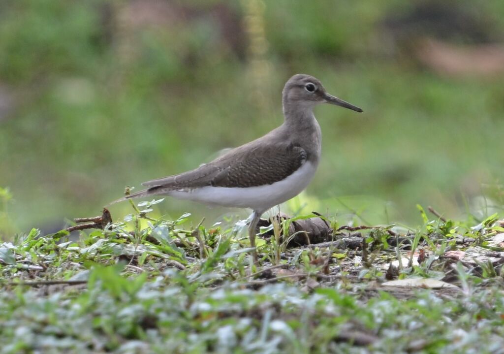 Common Sandpiperadult