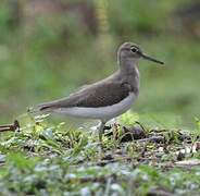 Common Sandpiper