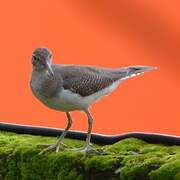 Common Sandpiper