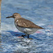 Common Sandpiper