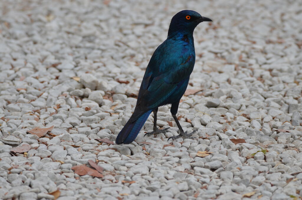 Cape Starlingadult, identification