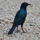 Choucador à épaulettes rouges