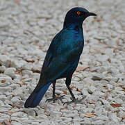 Cape Starling