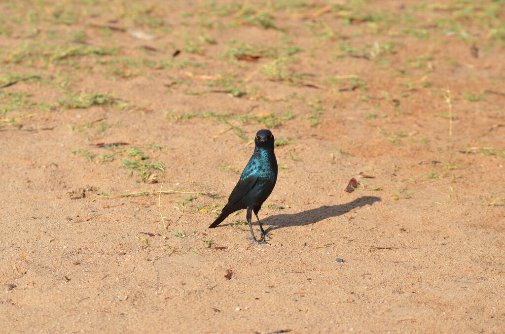 Cape Starlingadult, identification