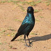 Cape Starling