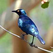 Cape Starling