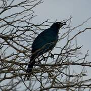 Long-tailed Glossy Starling