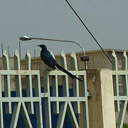 Long-tailed Glossy Starling