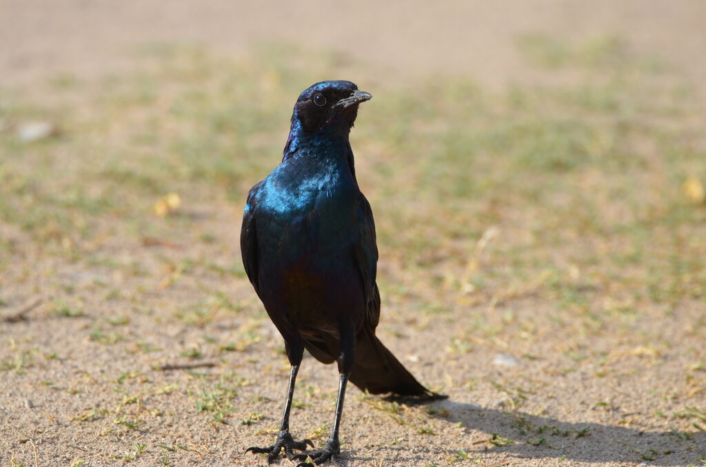 Burchell's Starlingadult, identification