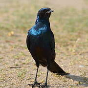 Burchell's Starling