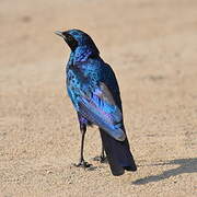 Burchell's Starling