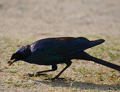 Burchell's Starling