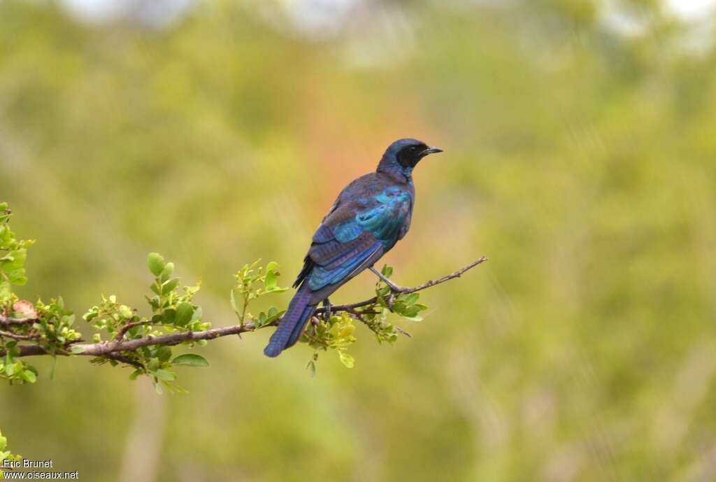 Burchell's Starlingadult transition, identification