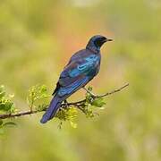 Burchell's Starling