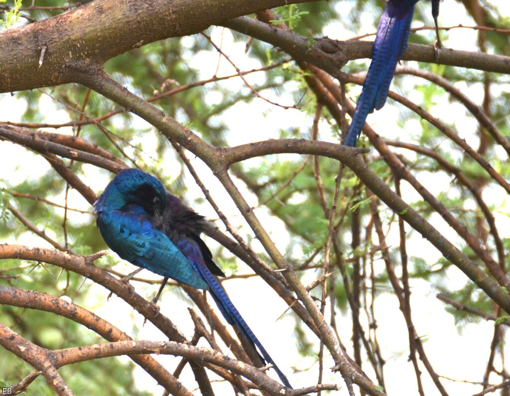 Meves's Starling, identification