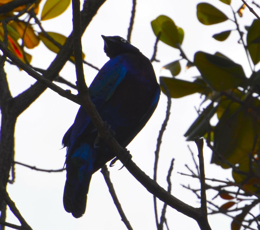 Choucador splendide femelle adulte, identification