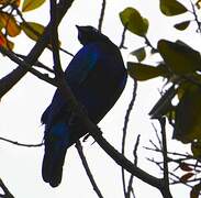 Splendid Starling