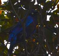 Splendid Starling