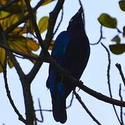 Splendid Starling