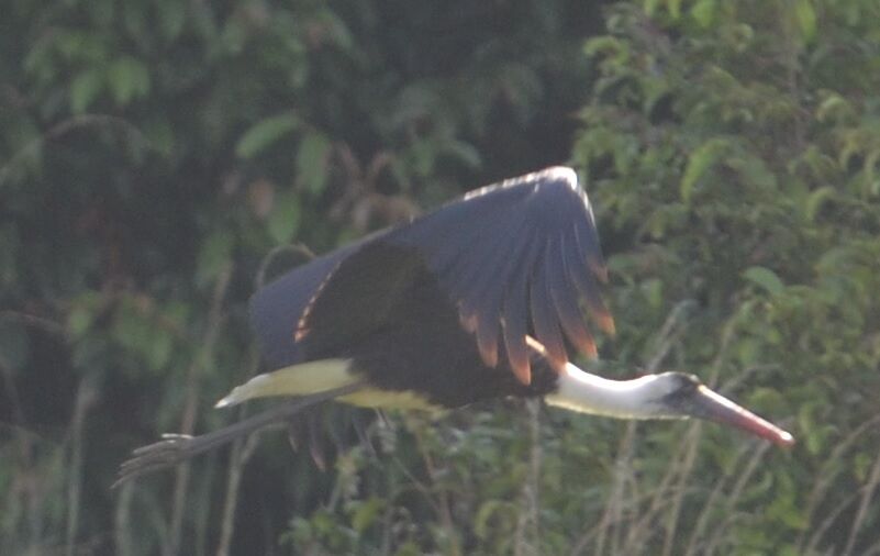 Woolly-necked Storkadult, Flight