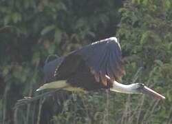 Asian Woolly-necked Stork