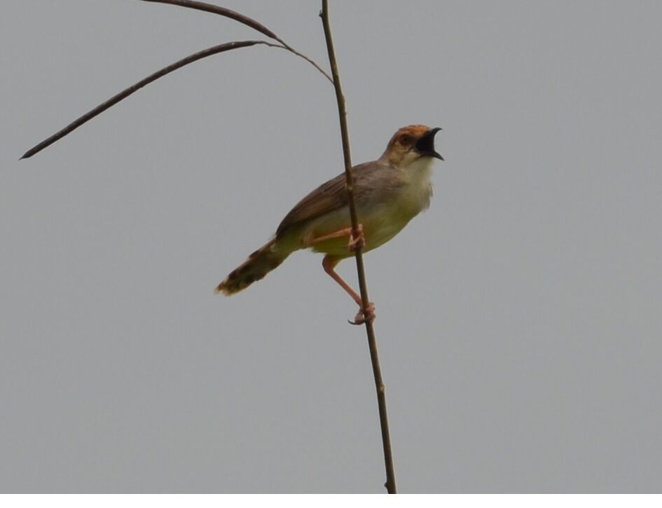 Chattering Cisticolaadult, identification