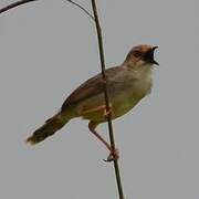 Chattering Cisticola