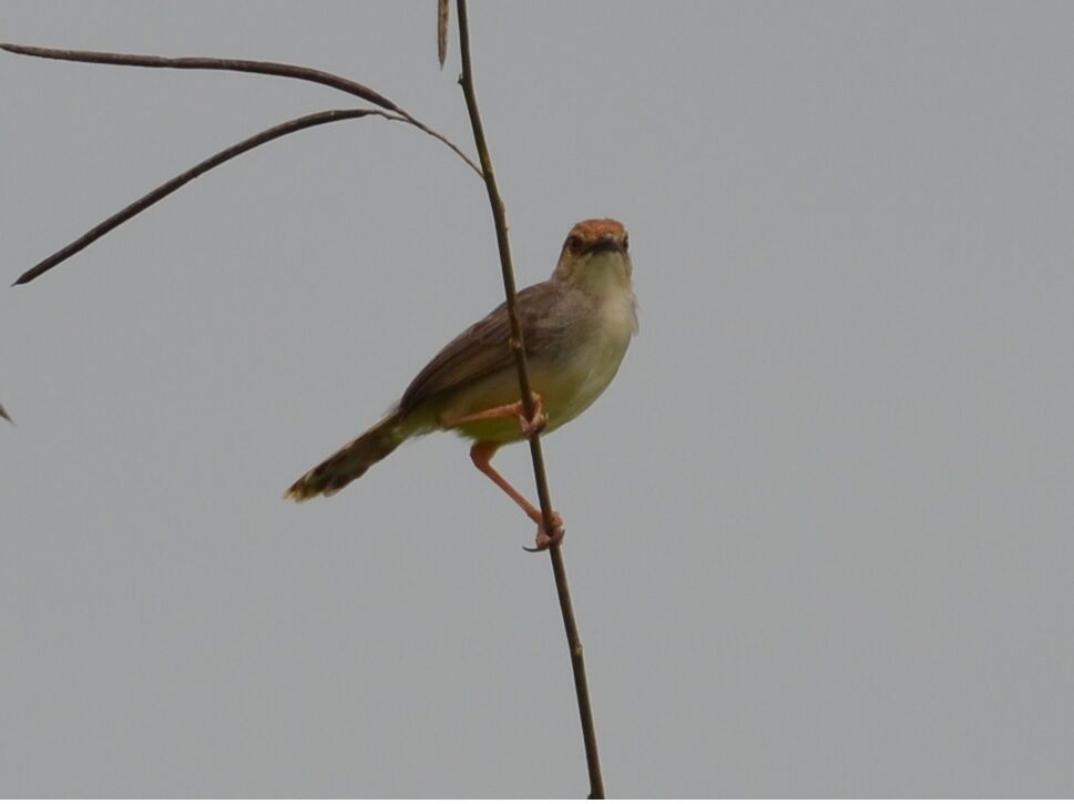 Chattering Cisticolaadult, identification