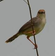 Chattering Cisticola