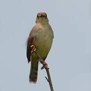 Chattering Cisticola