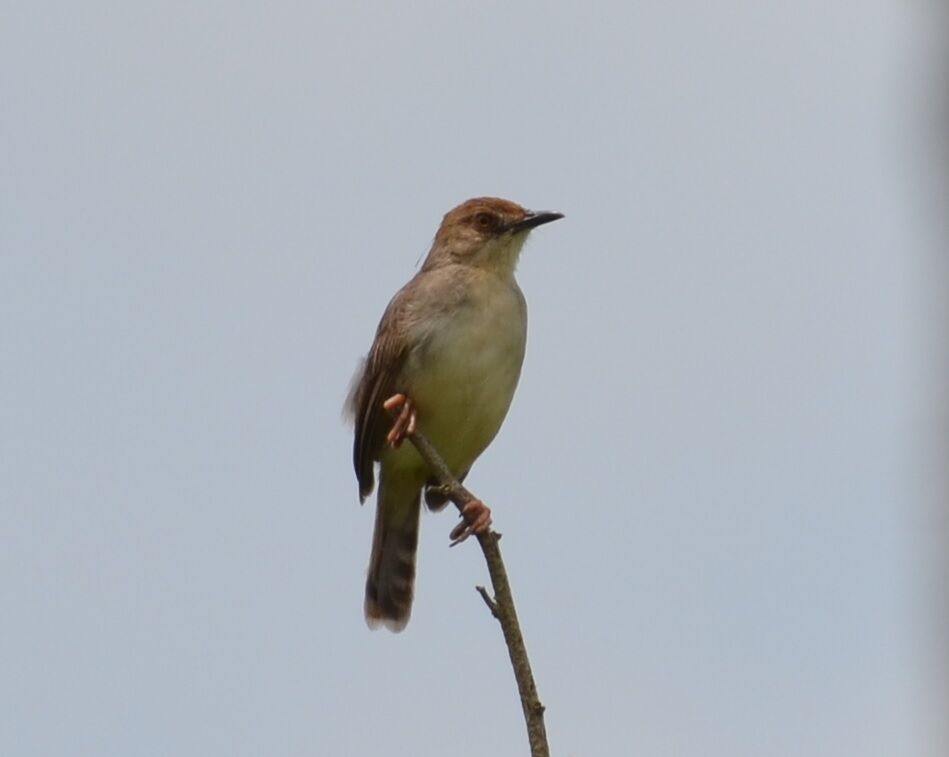 Chattering Cisticolaadult, identification