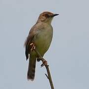 Chattering Cisticola