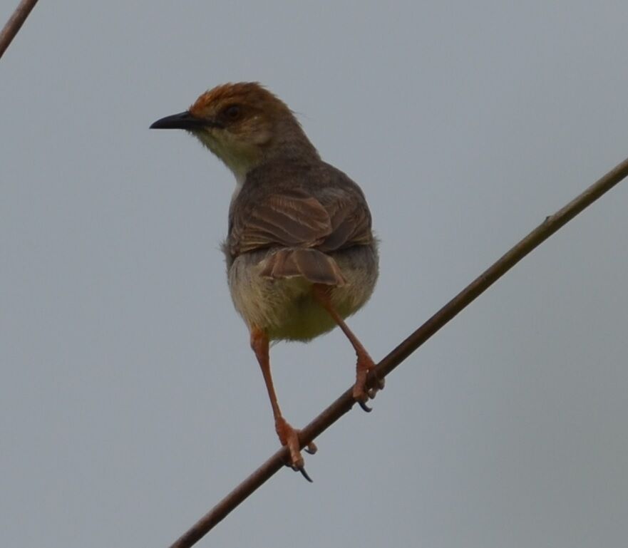 Chattering Cisticolaadult, identification