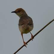 Chattering Cisticola