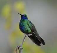 Sparkling Violetear