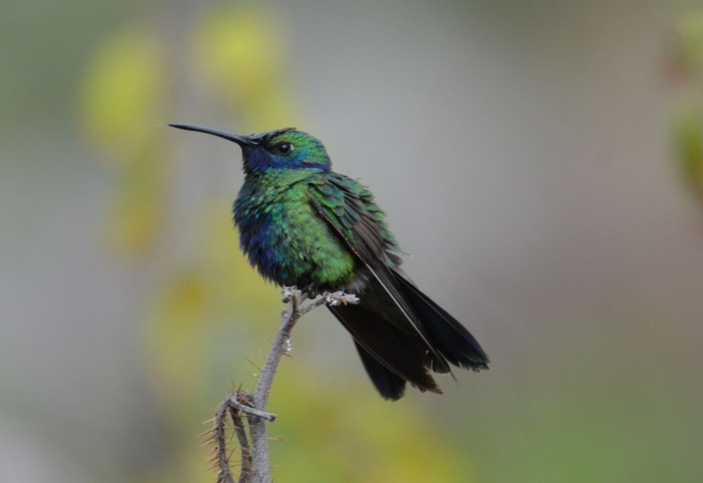 Colibri anaïsimmature, identification