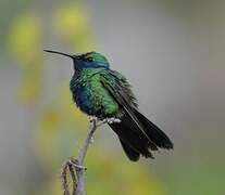 Sparkling Violetear