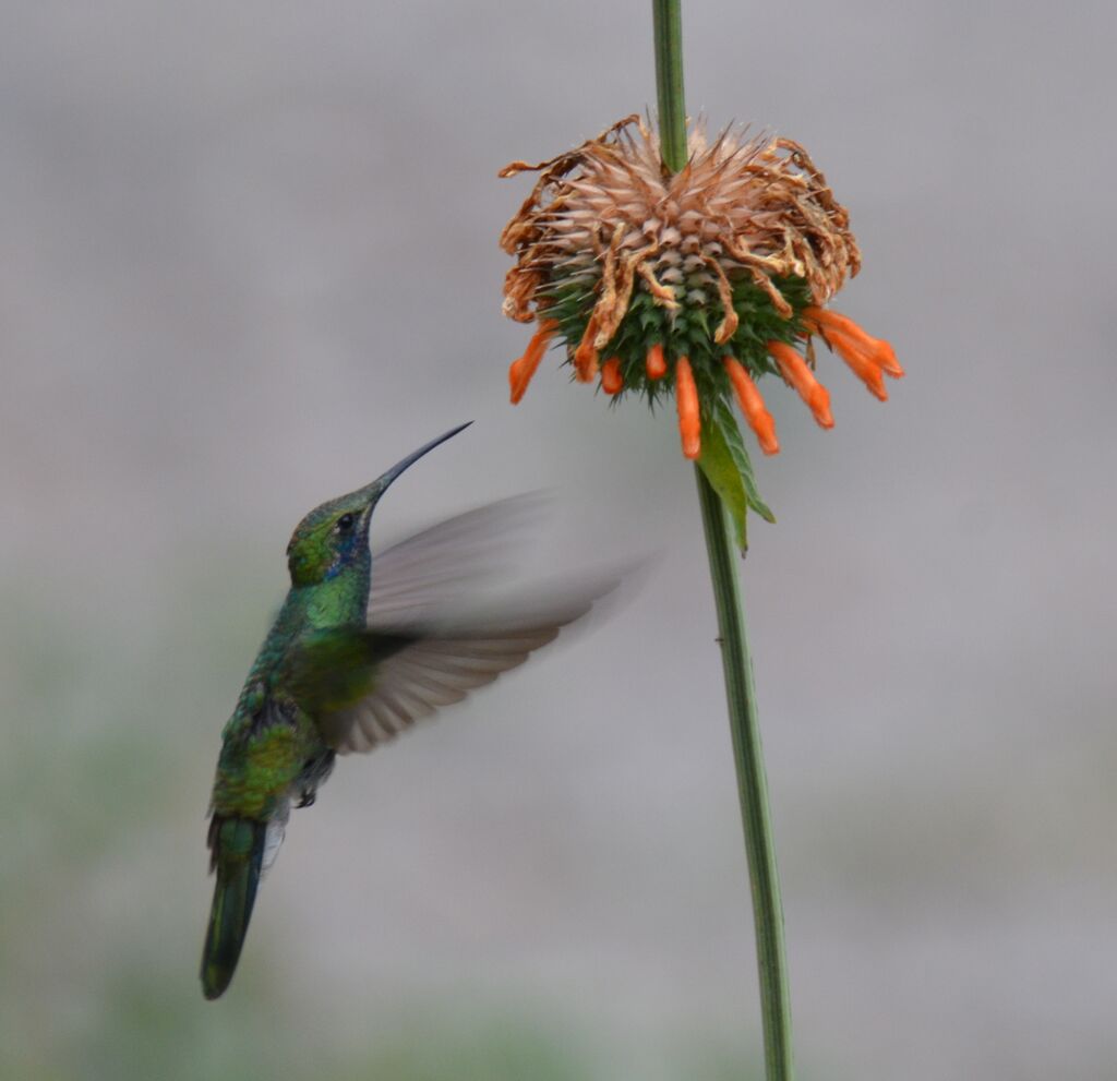 Sparkling Violetearadult, identification, feeding habits