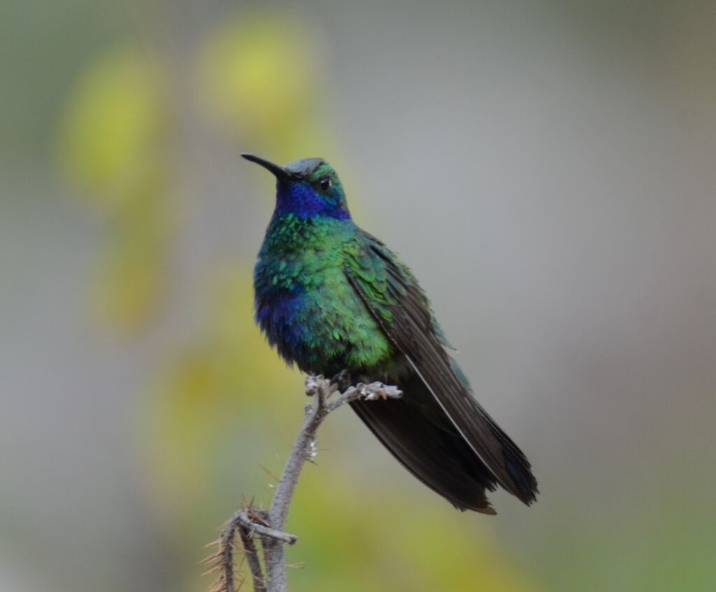 Colibri d'Anaïs