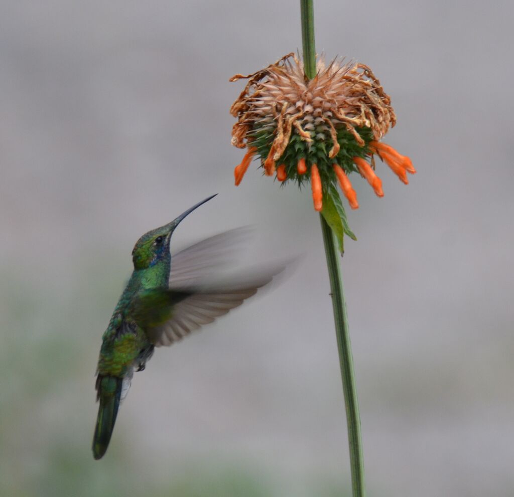 Colibri d'Anaïs adulte, identification, régime